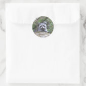 Autocollants adorables Baby Raccoon (Sac)