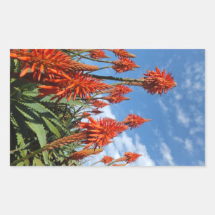 Autocollants Aloe Arborescens