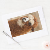 Autocollants Alpaca (Enveloppe)