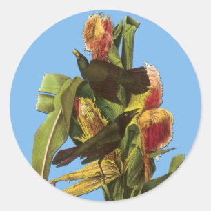 Autocollants Audubon Common Gracker Bird Art