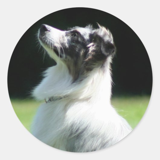 Autocollants Australian Shepherd (Devant)