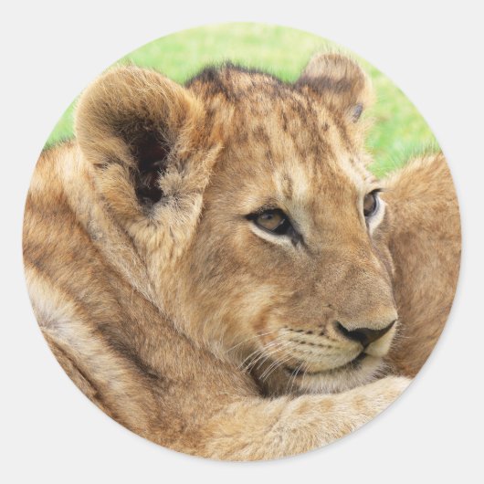 Autocollants Baby Tiger (Devant)