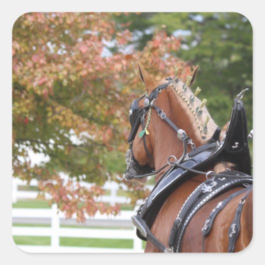 Autocollants belges du Cheval Brouillon (Devant)