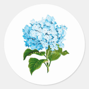 Autocollants bleus d'hortensia