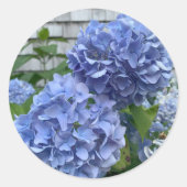 Autocollants Blue Hydrangeas (Hydrangea macrophyll (Devant)