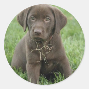 Autocollants Brown de chiot de Labrador