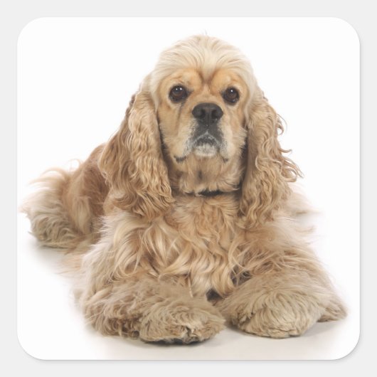 Autocollants Chien Chiot Cocker Spaniel (Devant)
