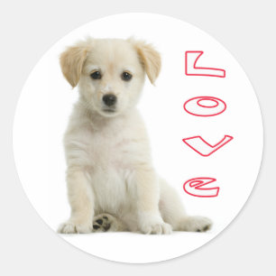 Autocollants Chien Chiot Retriever Doré