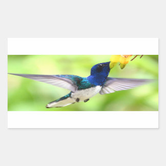 Autocollants colibris