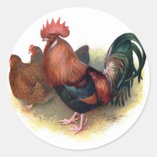 Autocollants colorés pour poulets (Devant)