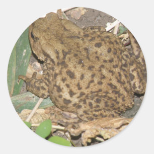 Autocollants communs européens pour crapaud