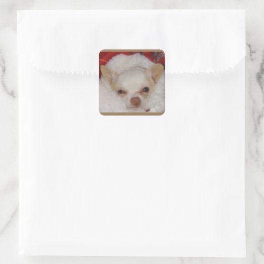 Autocollants confortables Chihuahua (Sac)