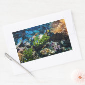 Autocollants Coral Reef (Enveloppe)