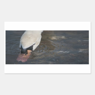 Autocollants Cygne