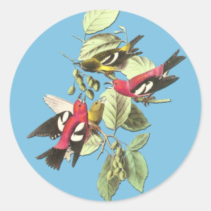 Autocollants d'art aux oiseaux audubon à ailes bla