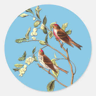 Autocollants d'art commun de sépoll Audubon