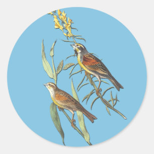 Autocollants d'art pour oiseaux Audubon Dickcissel