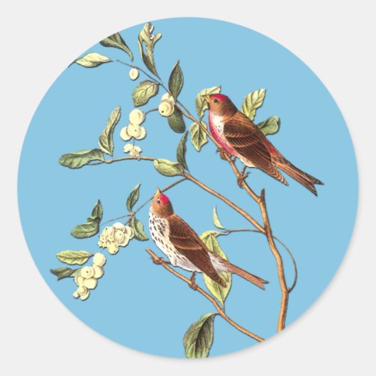 Autocollants d'art pour oiseaux roux Audubon (Devant)