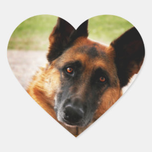 Autocollants de berger allemand