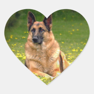 Autocollants de berger allemand