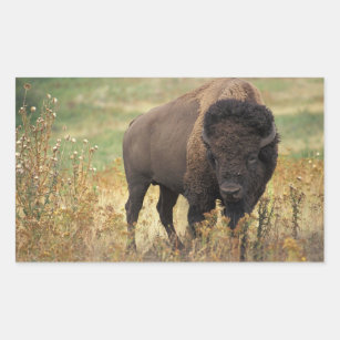 Autocollants de bison américain