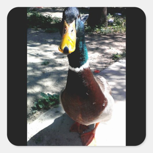 Autocollants de canard (Devant)