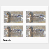 Autocollants de canard colvert (Feuille)