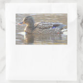 Autocollants de canard colvert (Sac)