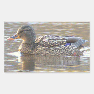 Autocollants de canard colvert