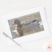 Autocollants de canard colvert (Enveloppe)