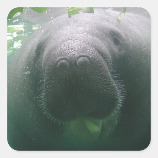 Autocollants de carré Manatee négligé (Devant)