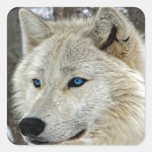 Autocollants de carré observés par bleu de loup (Devant)