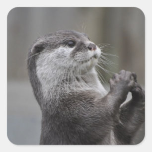 Autocollants de cerveau de loutre