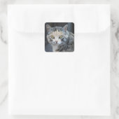 Autocollants de chat calico (Sac)