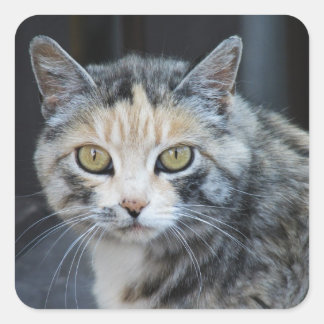 Autocollants de chat calico