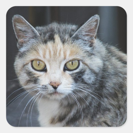 Autocollants de chat calico (Devant)