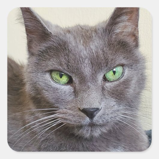 Autocollants de chat gris (Devant)