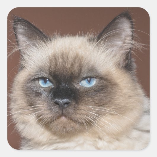 Autocollants de chats siamois (Devant)