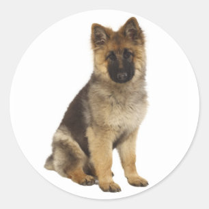 Autocollants de chien chiot berger allemand