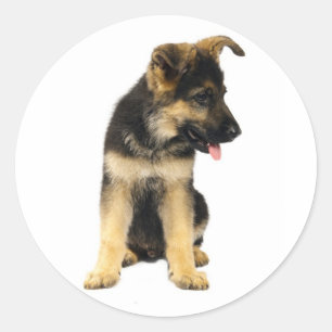 Autocollants de chien chiot berger allemand adoré