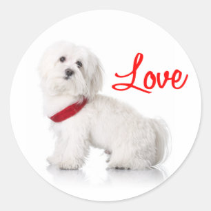 Autocollants de chien chiot Bichon Frise blanc mig