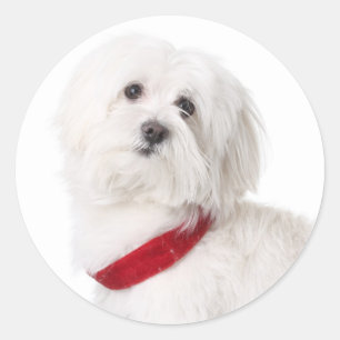 Autocollants de chien chiot Bichon Frise blanc mig