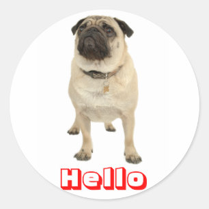 Autocollants de chien chiot Carlin Bonjour