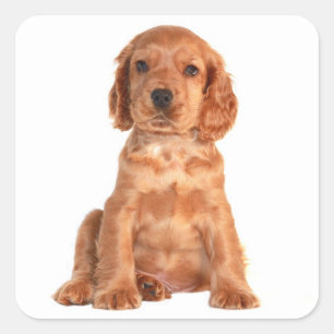 Autocollants de chien chiot Cocker Spaniel amour