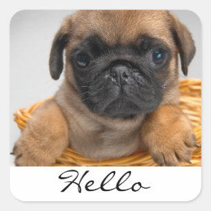Autocollants de chien chiot Pug salutation Bonjour