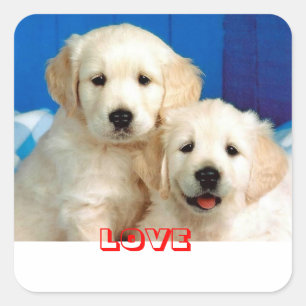 Autocollants de chien chiot Retriever d'or d'amour
