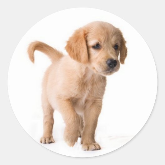 Autocollants de chien chiot Retriever doré (Devant)