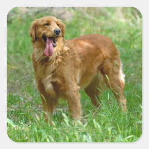 Autocollants de chien chiot Retriever doré Amour