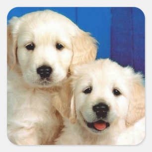 Autocollants de chien chiot Retriever doré Love