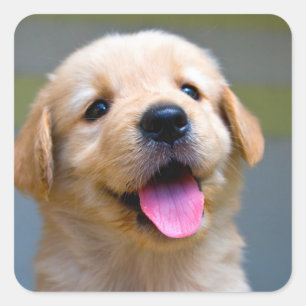 Autocollants de chien chiot Retriever doré Love